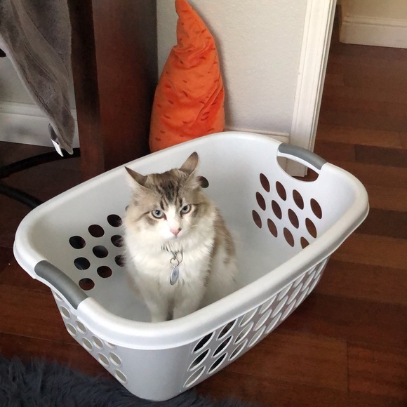 Meet your Posher, Manuri - Picture 1 of 1